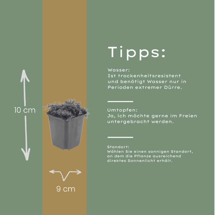 Thymus praecox 'Purple Beauty' - Kruiptijm - ↕10-25cm - Ø9cm - 6x