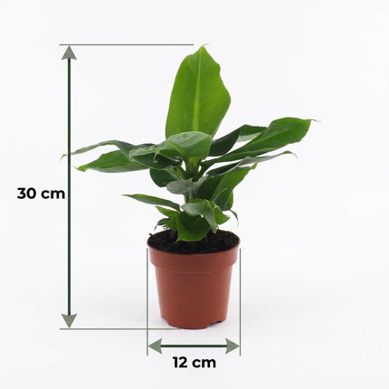 Musa Oriental Dwarf - Dwergbanaan - met grijze pot - ↕30cm - Ø12cm - 2x