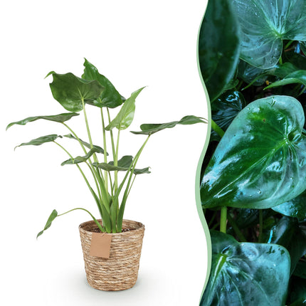 Alocasia Cucullata - Mano de Buda - con cesta - ↕65-70 cm - Ø21 cm
