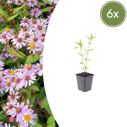 Zomeraster - Kalimeris incisa 'Blue Star' - ↕10-25cm - Ø9cm - 6x