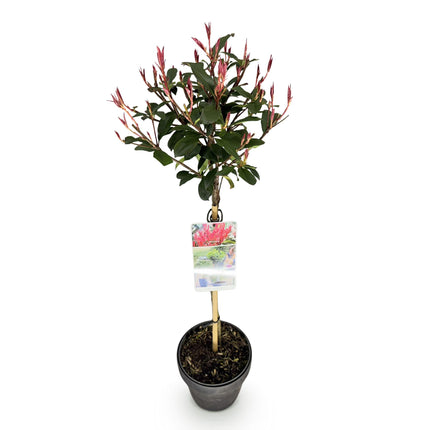 Photinia fraseri Carre Rouge – Stängelpflanze – Grün-rote Blätter – Topf 19 cm, Höhe 90 cm