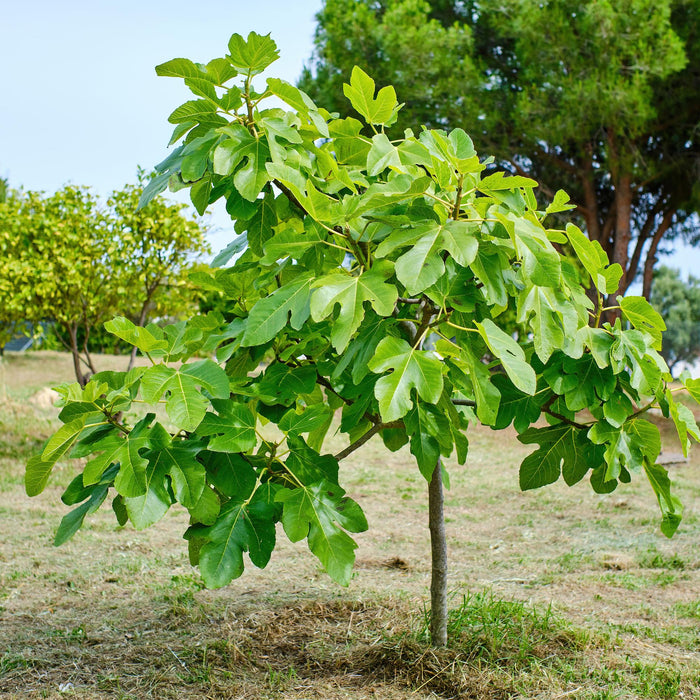 Tuinplant - Ficus carica Brown Turkey - Plant op stam - Terras Plant - Bladverliezend - Weinig Onderhoud - Pot 19cm Hoogte 90cm