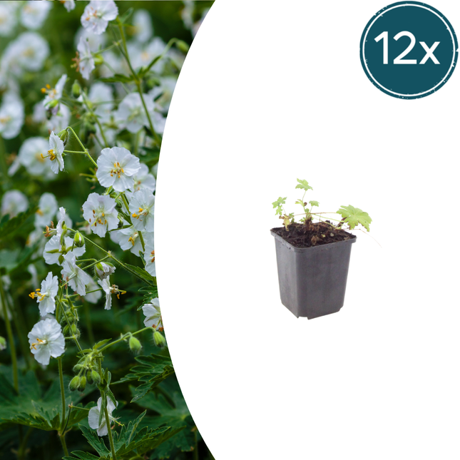Geranium macrorrhizum 'White Ness' - Ooievaarsbek - ↕10-25cm - Ø9cm - 12x