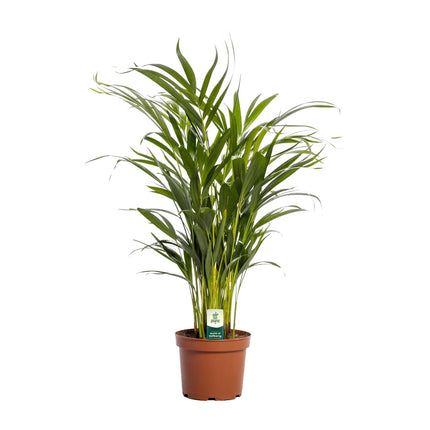 Areca Palm (Dypsis Lutescens) - Goudpalm - ↕65cm - Ø17cm