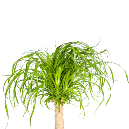 Beaucarnea Recurvata Stem with basket - Elephant's Foot Plant - ↕60-80cm - Ø21cm
