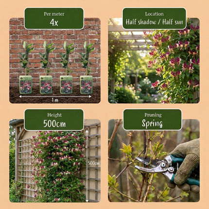Lonicera per. 'Serotina' - Kamperfoelie 6x - Paars - Geel - Klimplant - Ø9cm - ↕35cm