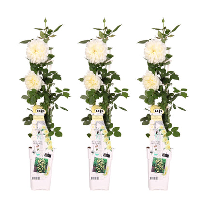 Rosa Crazy in love 'Vanilla' - Climbing rose - ↕65cm - Ø15cm - 3x