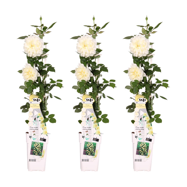 Rosa Crazy in love 'Vanilla' - Climbing rose - ↕65cm - Ø15cm - 3x