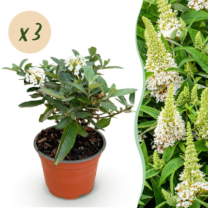 Buddleja davidii Butterfly Candy Little White - Sommerfuglebusk - Kompakt - Hvid - ↕20-25cm - Ø12cm - 3x