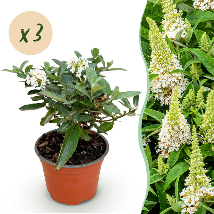 Buddleja davidii Butterfly Candy Little White - Vlinderstruik - Compact - Wit - ↕20-25cm - Ø12cm - 3x