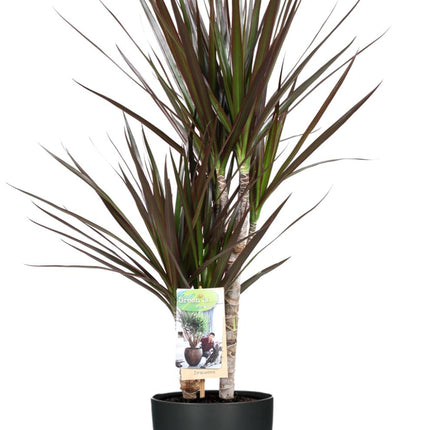 Dracaena Magenta – ↕80cm – Ø17cm + Topf Brussels D18x17cm – Anthrazit