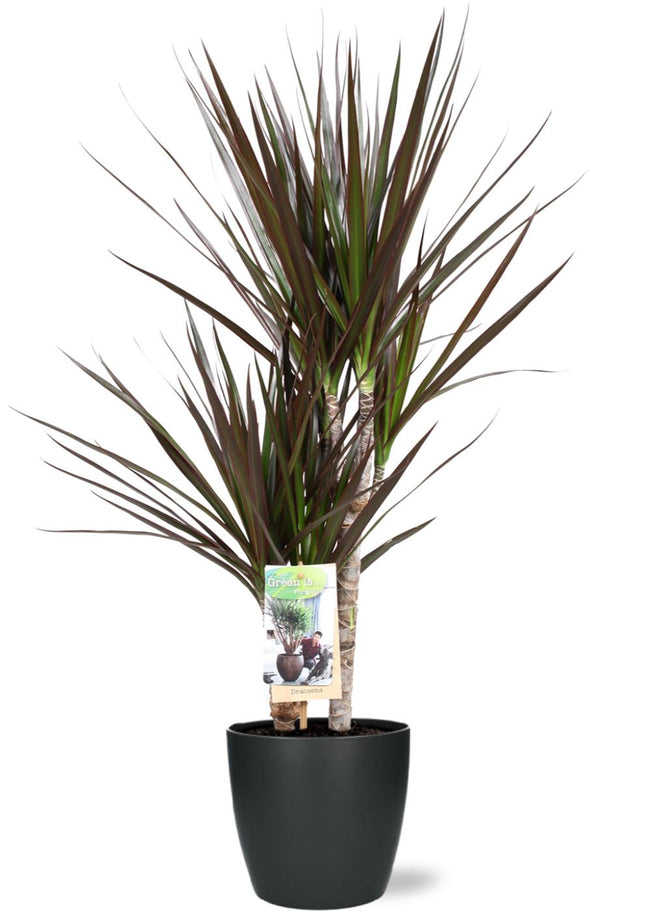 Dracaena Magenta - ↕80cm - Ø17cm + Pot Bruxelles D18x17cm - Antracit