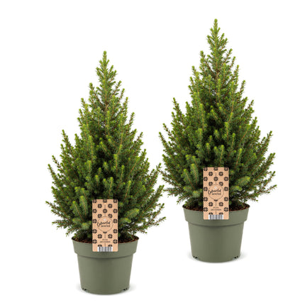 2x Picea glauca Conica - Kegelspar - Groen - Kerstboom - Ø19cm - ↕65cm