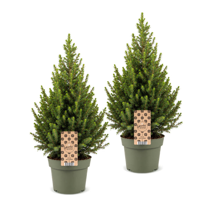2x Picea glauca Conica - Kegelspar - Groen - Kerstboom - Ø19cm - ↕65cm