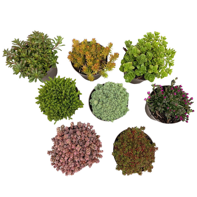 Alpine Mix - Diversen Kleuren - ↕17cm - Ø14cm - 8x