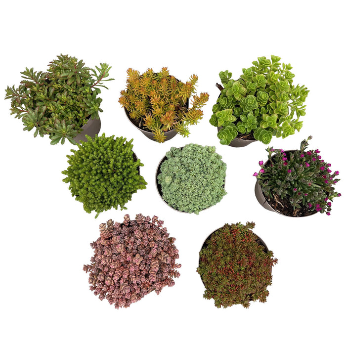 Bodembedekker - Winterhard - Alpine Mix - 8 Planten - Diversen Kleuren  - Weinig Onderhoud - Pot 14 Hoogte 17