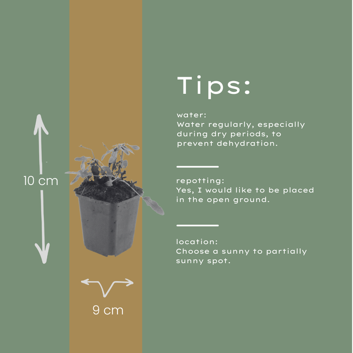 Salvia nemorosa 'Schneehugel' - ↕10-25cm - Ø9cm - 24x