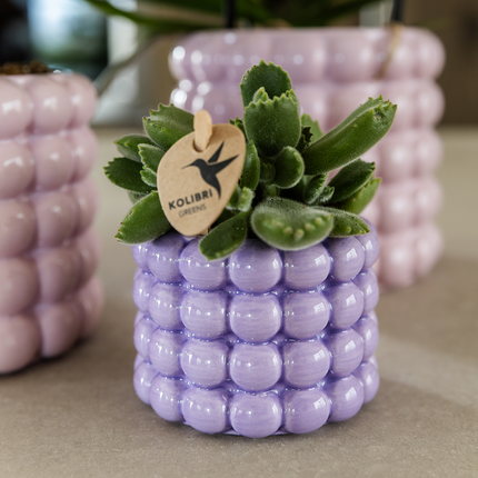 Kolibri Home | Poppy decorative pot - Purple - Ø6cm