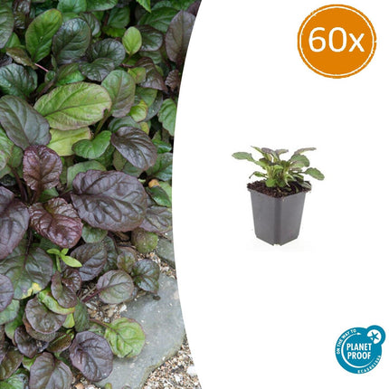Ajuga reptans 'Catlin's Giant' - Rampante noire et verte - ↕10-25cm - Ø9cm - 60x