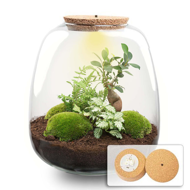 Terrario para plantas - Emma - Kit de bricolaje - ↕25cm - Ø23cm - Blanco Bonsái