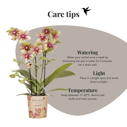 Kolibri Orchids | Combi Deal - 4 Oranje-Gele Phalaenopsis Orchideeën Mineral Grosseto - Ø9 cm
