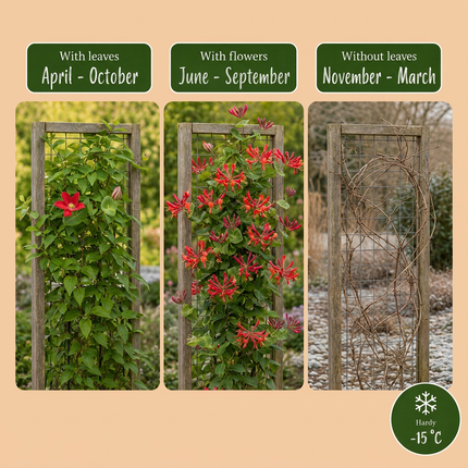 Lonicera br. 'Dropmore Scarlet' - Kamperfoelie 'Dropmore Scarlet' 4x - Rood-Geel - Klimplant - Ø9cm - ↕35cm
