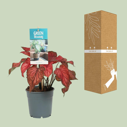 Caladium Red - ↕25cm - Ø12cm