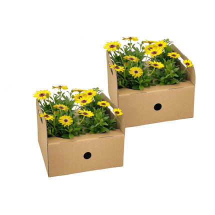 Spanische Gänseblümchen (Osteospermum ecklonis Yellow) – ↕20 cm – Ø12 cm – 8 Stück