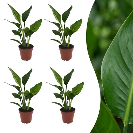 Strelitzia Reginea - Paradijsvogelplant - 4x - Pot 12cm - Hoogte - 35cm