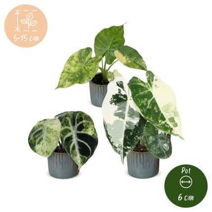 Baby Alocasia Tricolour Variegata 3x - Groen - Zwart - Variegata - Tropisch - incl. Linnea Misty Blue - Ø6cm - ↕5-15cm
