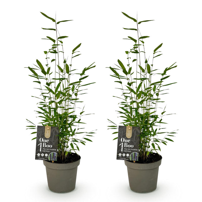 Bamboe - Fargesia Black Dragon - Groen - 2 Planten - Bladhoudend - Niet Woekerend- Pot 14cm Hoogte 35cm
