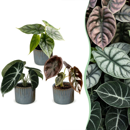 Baby Alocasia Tricolour 3x - Rood - Groen - Zwart - Tropisch - incl. Linnea Misty Blue - Ø6cm - ↕12cm