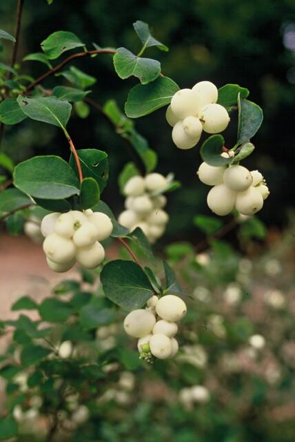 Symphoricarpos chenaultii 'Hancock' - Sneeuwbes - ↕10-25cm - Ø9cm - 6x