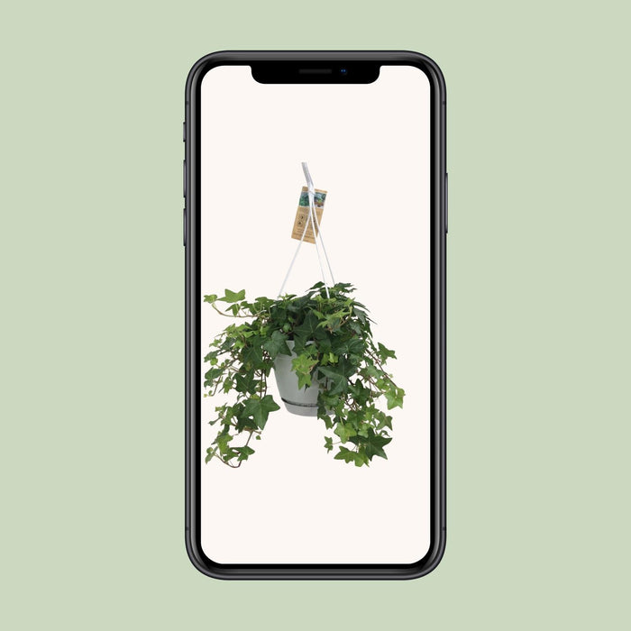 Hedera Helix Groen - Hangpot Wit / Basic - Ø17cm