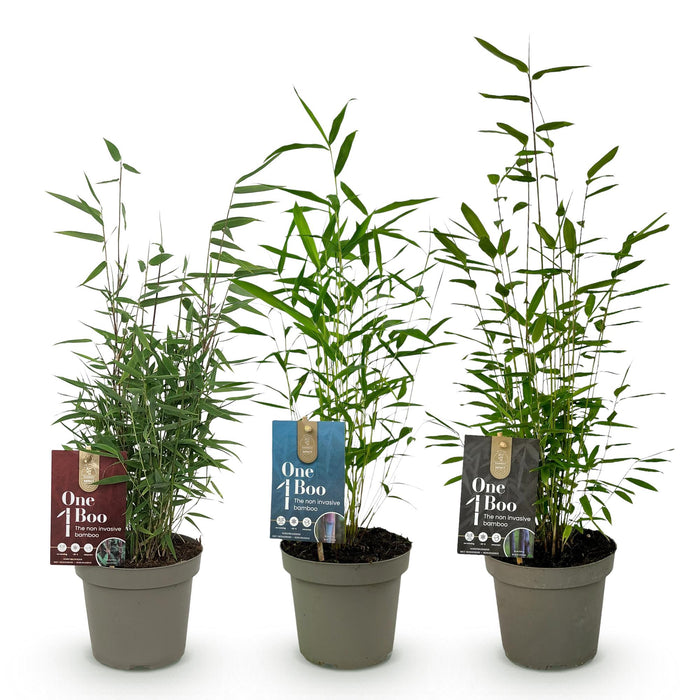 Bamboe - Fargesia dragon Tricolour - Zwart, Rood, Blauw  - 3 Planten - Bladhoudend - Niet Woekerend- Pot 14cm Hoogte 35cm