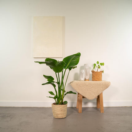 Strelitzia Nicolai met mand Selin - ↕90cm - Ø19cm