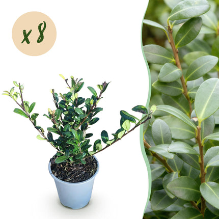 Ilex crenata 'Caroline' dressé - Feuillage vert - 8 plants - 1 mètre linéaire - Pot de 9 cm - Hauteur 25-30 cm