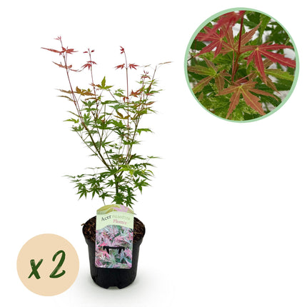 Japansk ahorn - Acer palmatum Phoenix - Lyserød - ↕70cm - Ø19cm - 2x