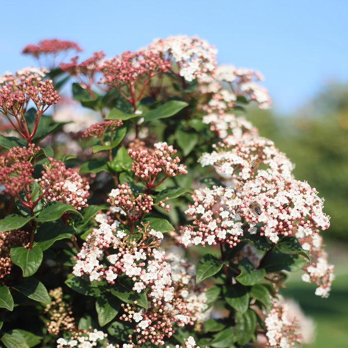 Tuinplant - Viburnum tinus - Plant op stam - Terras Plant - Bladhoudend - Weinig Onderhoud - Pot 19cm Hoogte 90cm