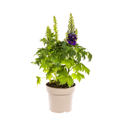 Delphinium Elatum Violet - ↕45-60cm - Ø19cm