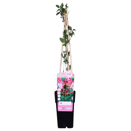 Lonicera Periclymenum 'Serotina' - Kamperfoelie - ↕65cm - Ø15cm