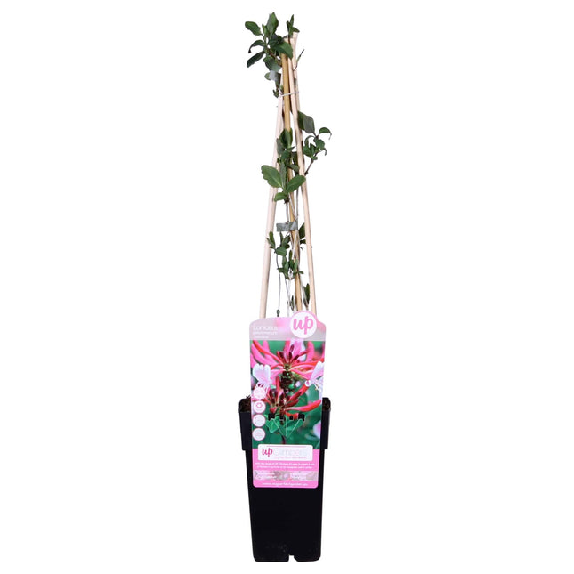 Lonicera Periclymenum 'Serotina' - Honeysuckle - ↕65cm - Ø15cm