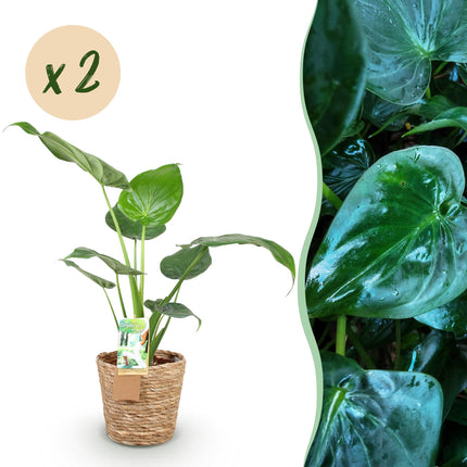 Alocasia Cucullata - Buddha's Hand - with basket - ↕60-65cm - Ø17cm - 2x