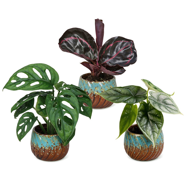 Babyplant Djungelmix - Diverse 3x - Tropisk - inkl. Copper Reef - Ø6cm - ↕10-15cm