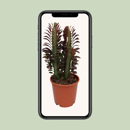 Euphorbia Trigona Rubra - ↕40cm - Ø12cm