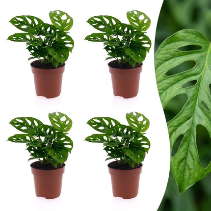 Monstera Adansonii - Rhaphidophora Tetrasperma - 4x - Pot 12cm - Hoogte - 25cm