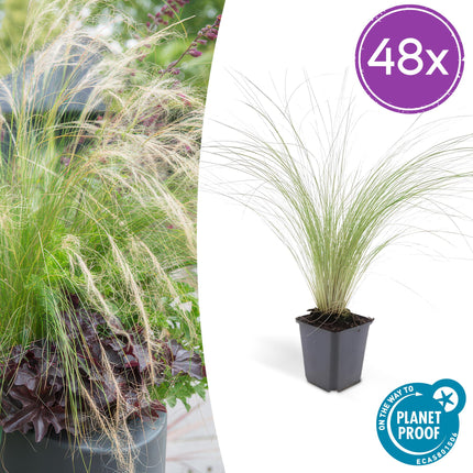 Stipa Tenuissima 'Ponytails' - Vedergras - ↕10-25cm - Ø9cm - 48x