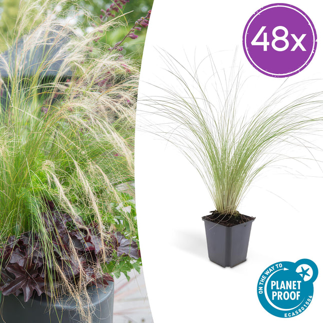 Stipa Tenuissima 'Queues de cheval' - Herbe à plumes - ↕10-25cm - Ø9cm - 48x