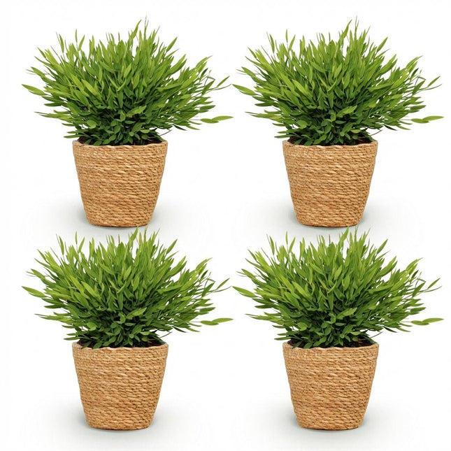 Bamusa Pogonatherum Monica - Bamboegras - met Mand - ↕20cm - Ø12cm - 4x