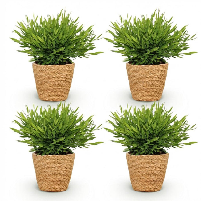 Bamusa Pogonatherum Monica - Bamboegras - met Mand - ↕20cm - Ø12cm - 4x